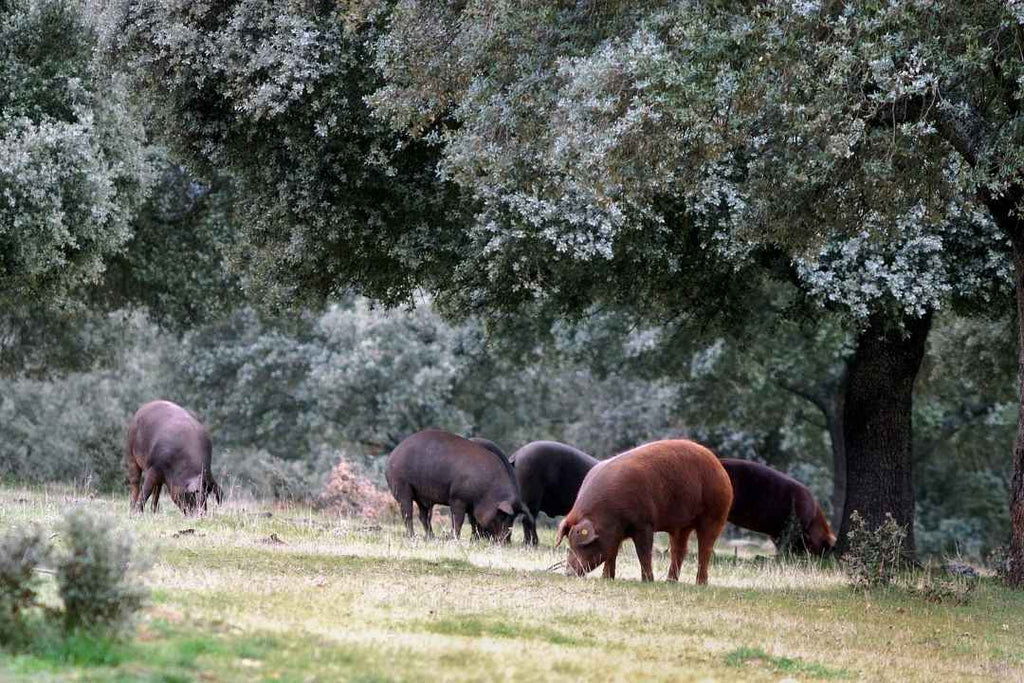 The 'montanera': indispensable process for Iberian ham